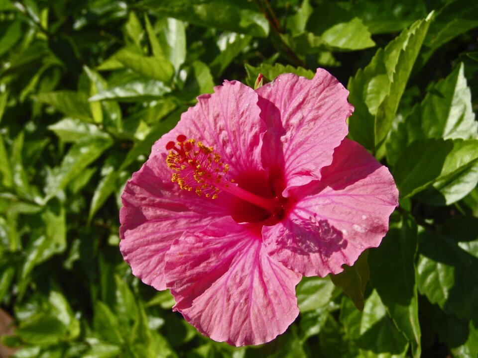 Pink blossom bloom