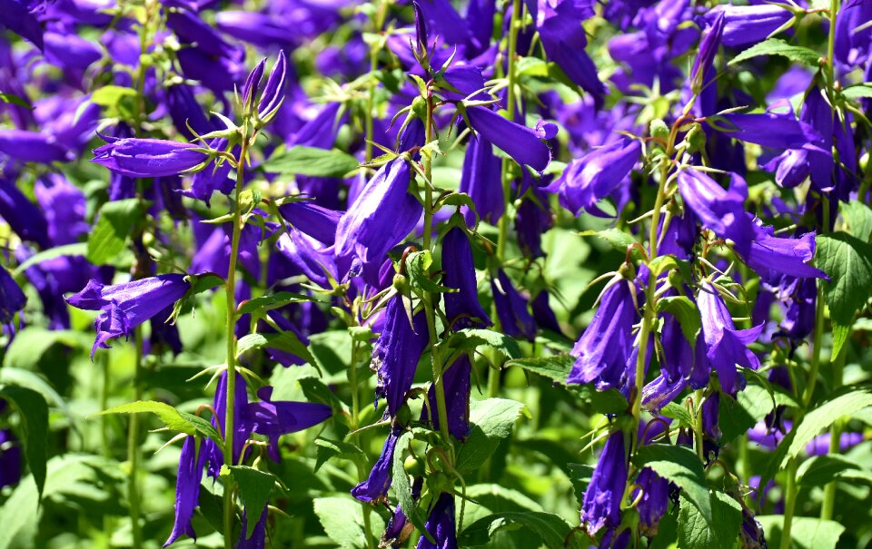 Nature blossom bloom