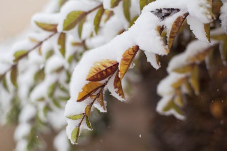 snow covered branch photo