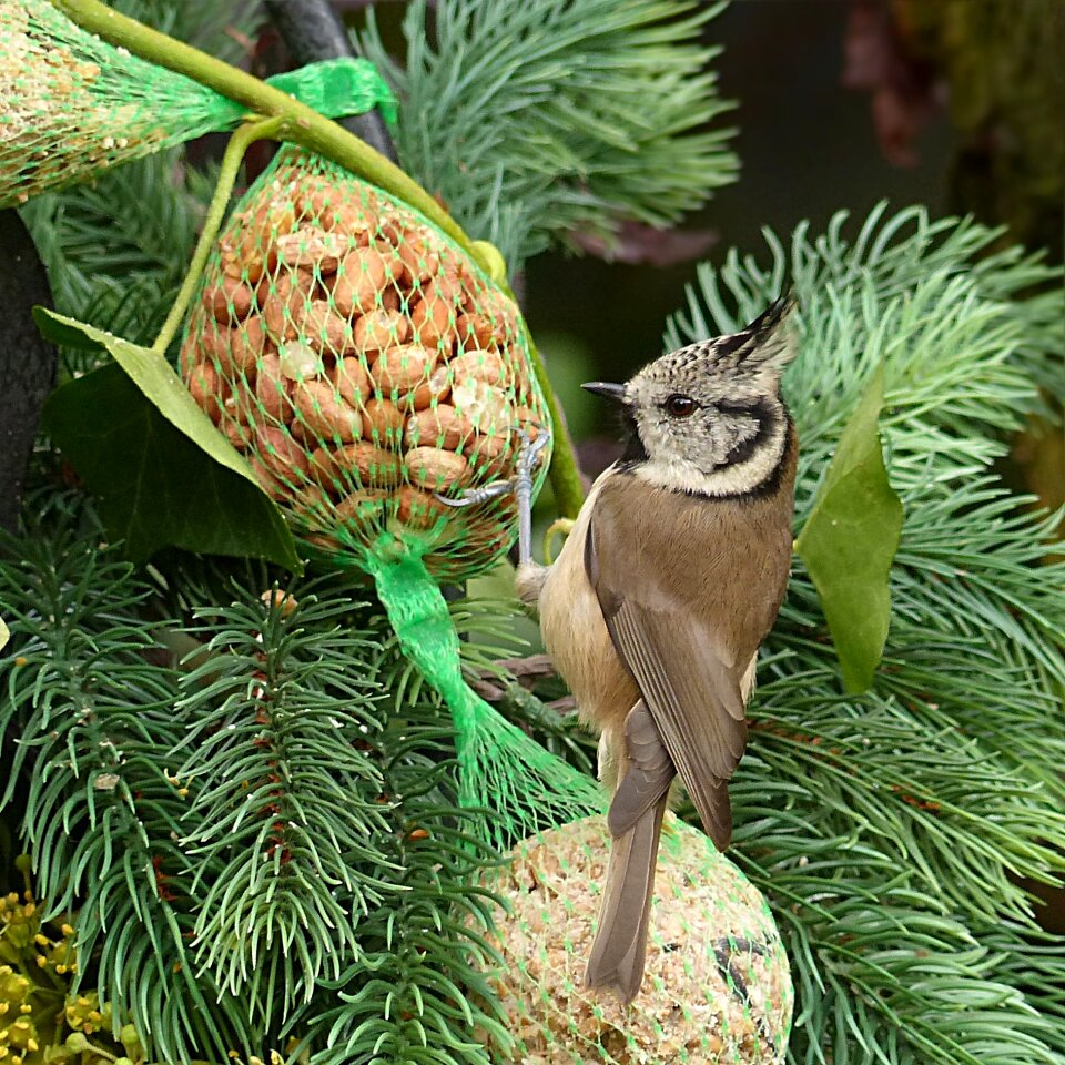 Crested tit lubatumtit foraging