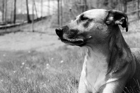 Dog rescue dog gray dog