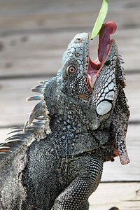 Nature animal animals