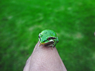 selective focus photography of green frog on finger photo