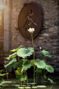 Aquatic plant blossom bloom photo