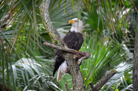 Melbourne, United states, Zoo
