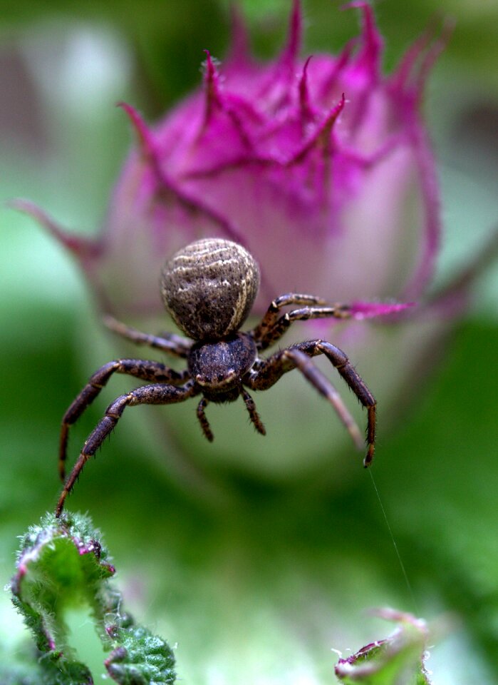 Black flower arachnid