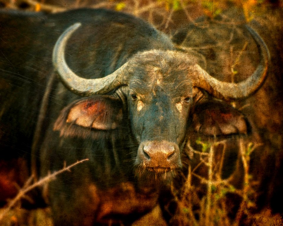South africa, Kruger national park, Safari