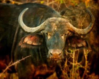 South africa, Kruger national park, Safari photo