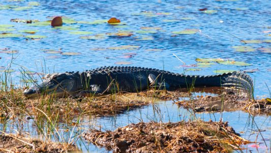 Everglades, United states, Animal photo