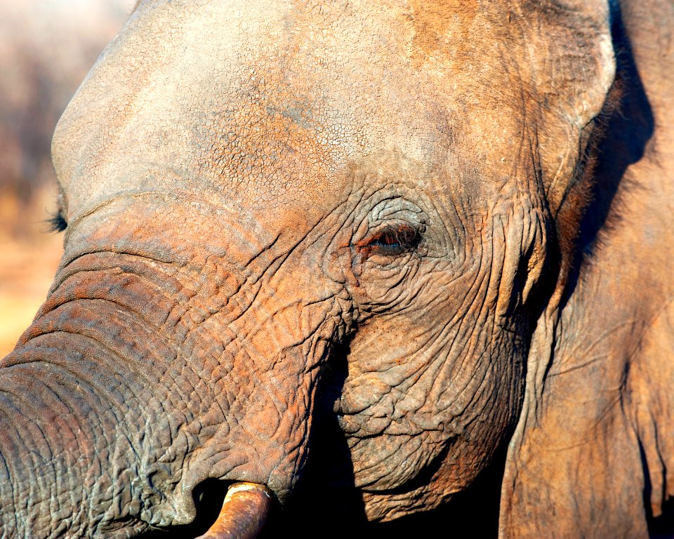 photo of gray elephnat