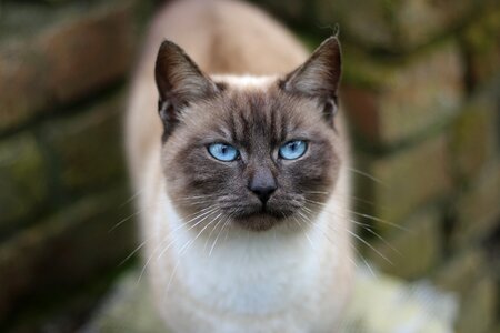 Cat face domestic animal cat head photo