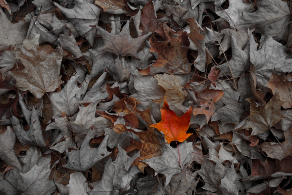Bridgton, United states, Fall