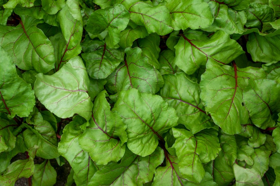 Bridgton, United states, Beet leaves