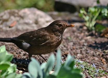 Blackbird female nature