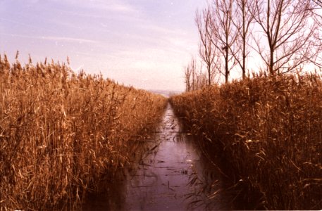 dried plants and bare trees during daytime photo