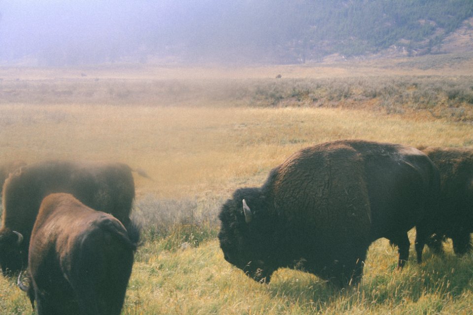 Nature, Yellowstone, Buffalo