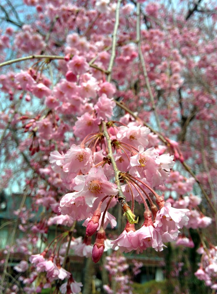 Fukushima, Pr fecture de fukushima, Japon
