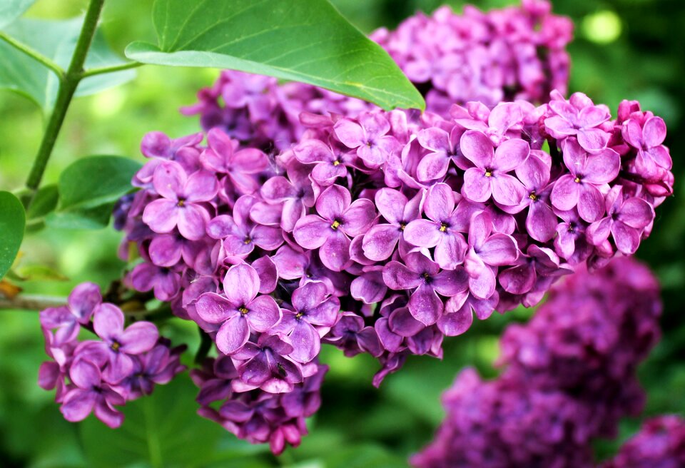 Plant bloom purple