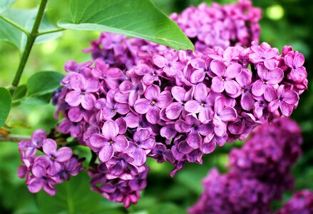 Plant bloom purple