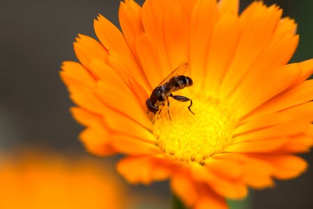 Orange insecta pollen