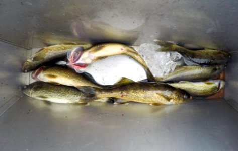 Boat, Walleye, Fishing