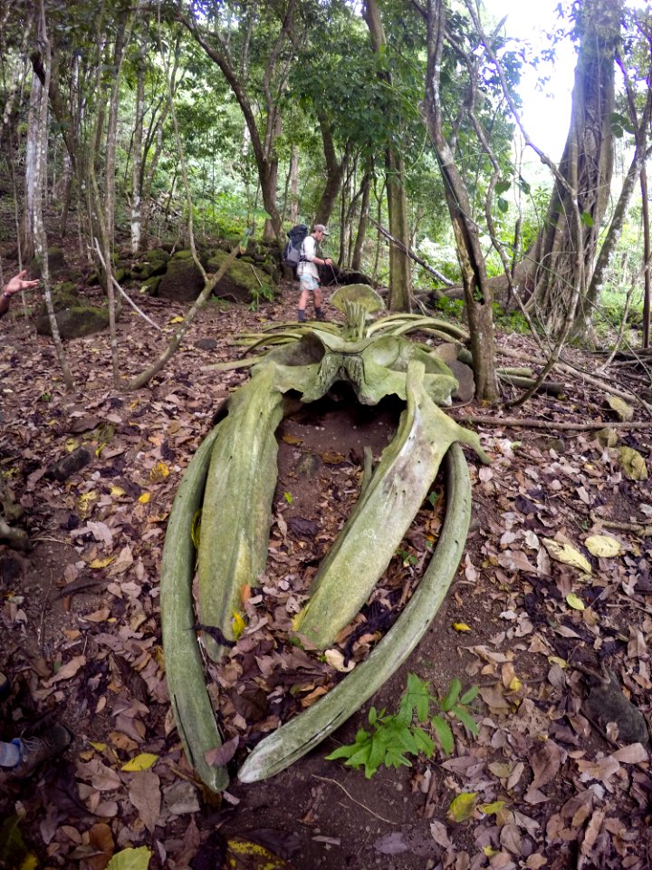 Corcovado beach, Costa rica, Adventure