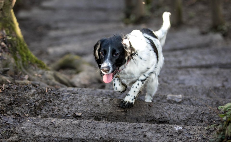 Tongue, Spaniel, Sprocker