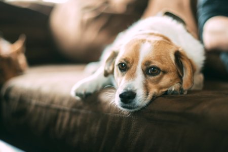 selective focused of brown dog lying on sofa photo