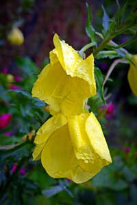 Lemon primrose flower photo