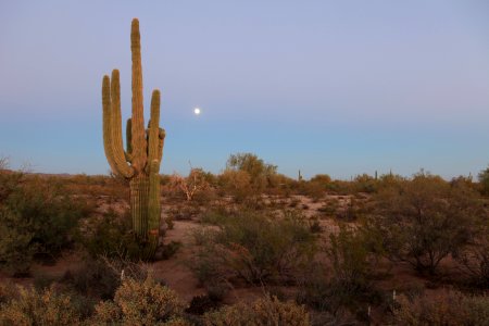 Arizona, United states, Cactus