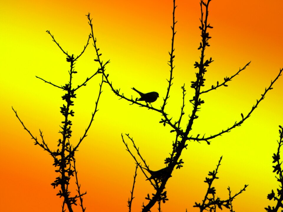 Shadow profiled background