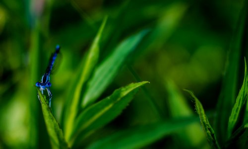 selective focus photo of blue dragonfly on green grass photo