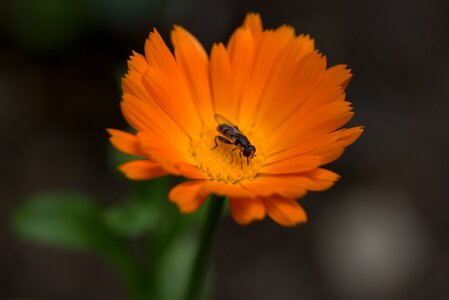 Orange insecta pollen
