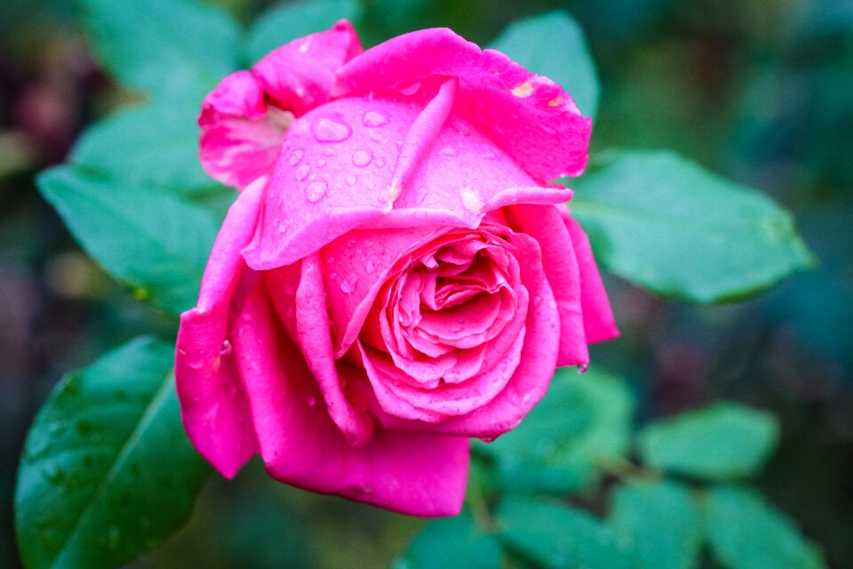 Drops plants pink