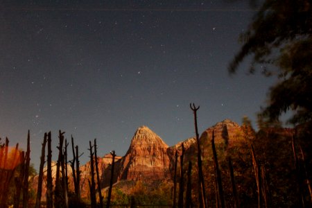 silhouette photo of leafless tree beside rock formation photo