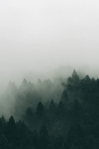 forest covered with fogs photo