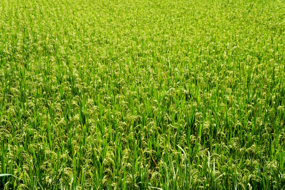 Grass, Pattern, Green