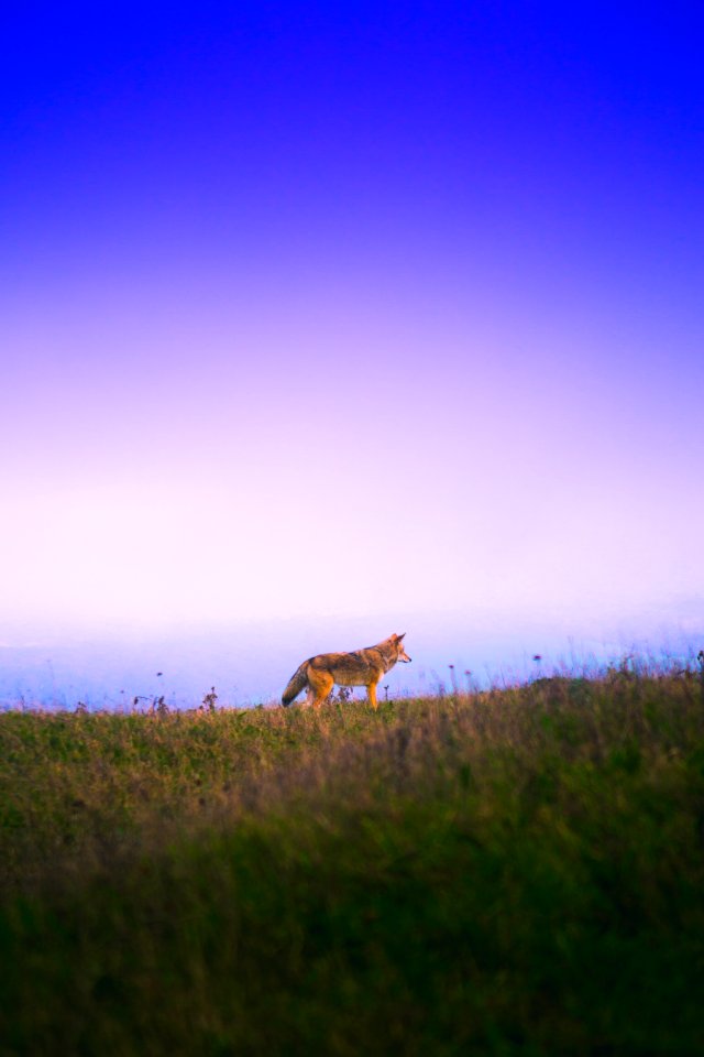 Tomales point, Inverness, United states