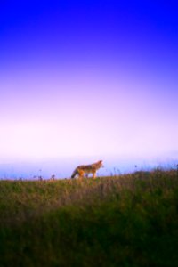 Tomales point, Inverness, United states
