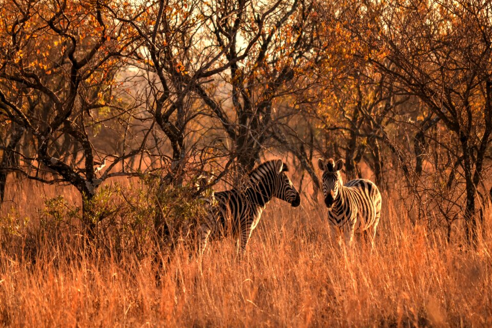 Safari game farm brown life