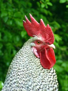 Gockel poultry bird photo