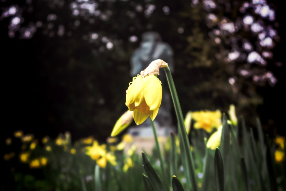 yellow flower focus photography