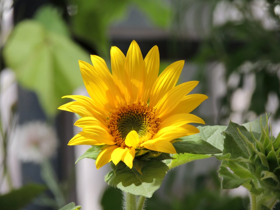 Flower summer sun