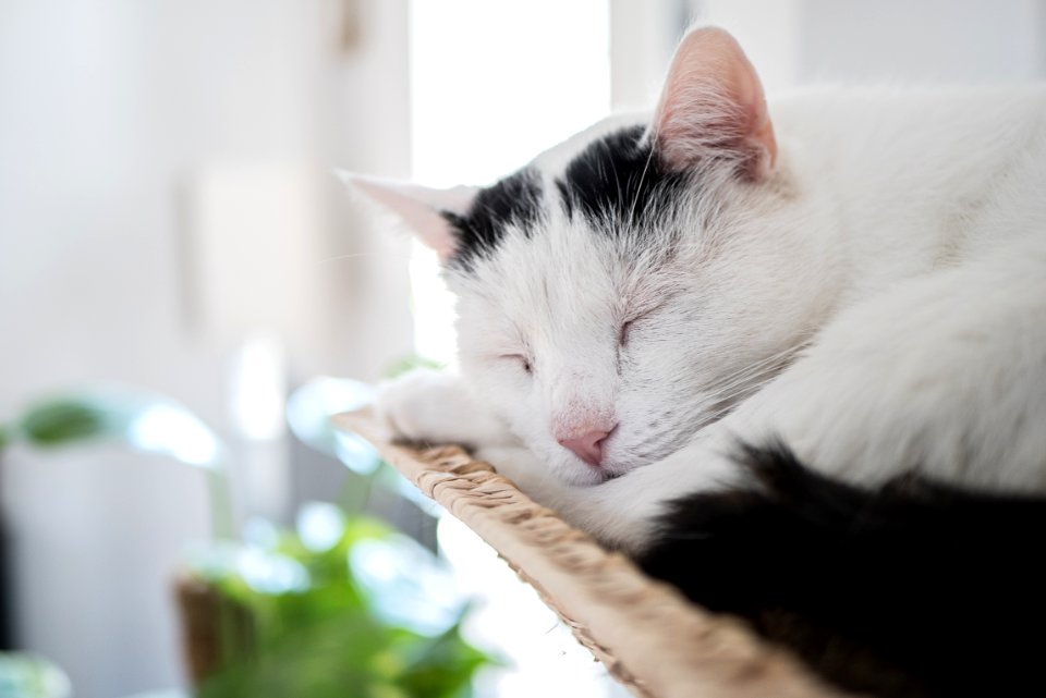 Sleeping, Cat, Tomcat