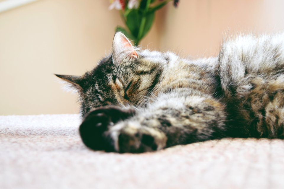 gray cat sleeping on mat photo
