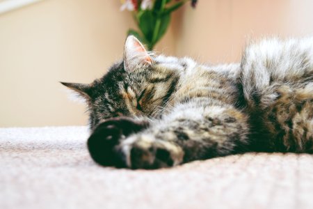 gray cat sleeping on mat photo