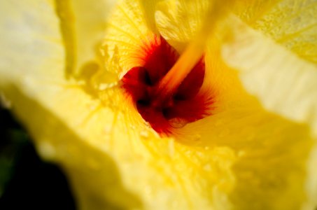 Kauai, United states, Yellow