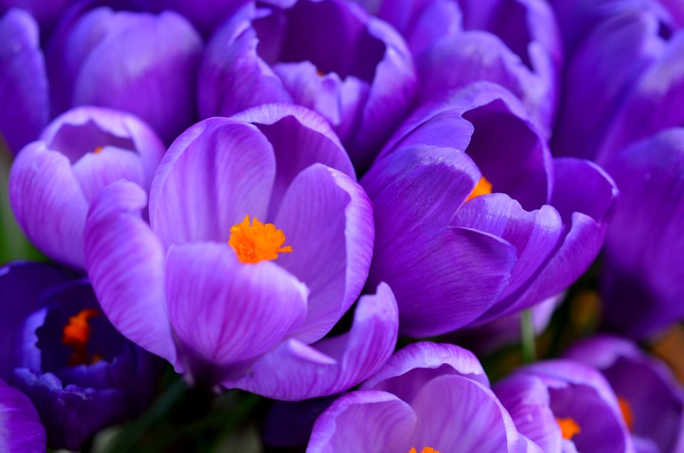 Purple, Crocus, Flowers