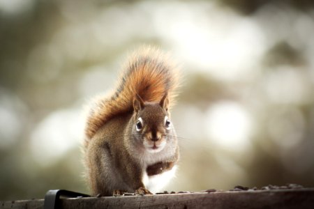 Squirrel