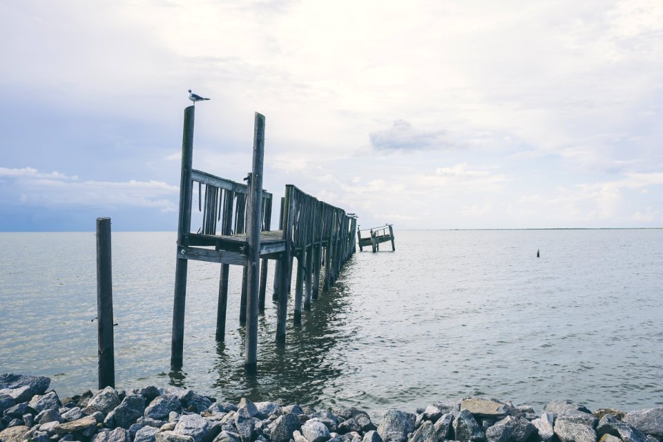 Bayou la batre, United states, Bird